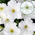 Bild von Petunia P12 White